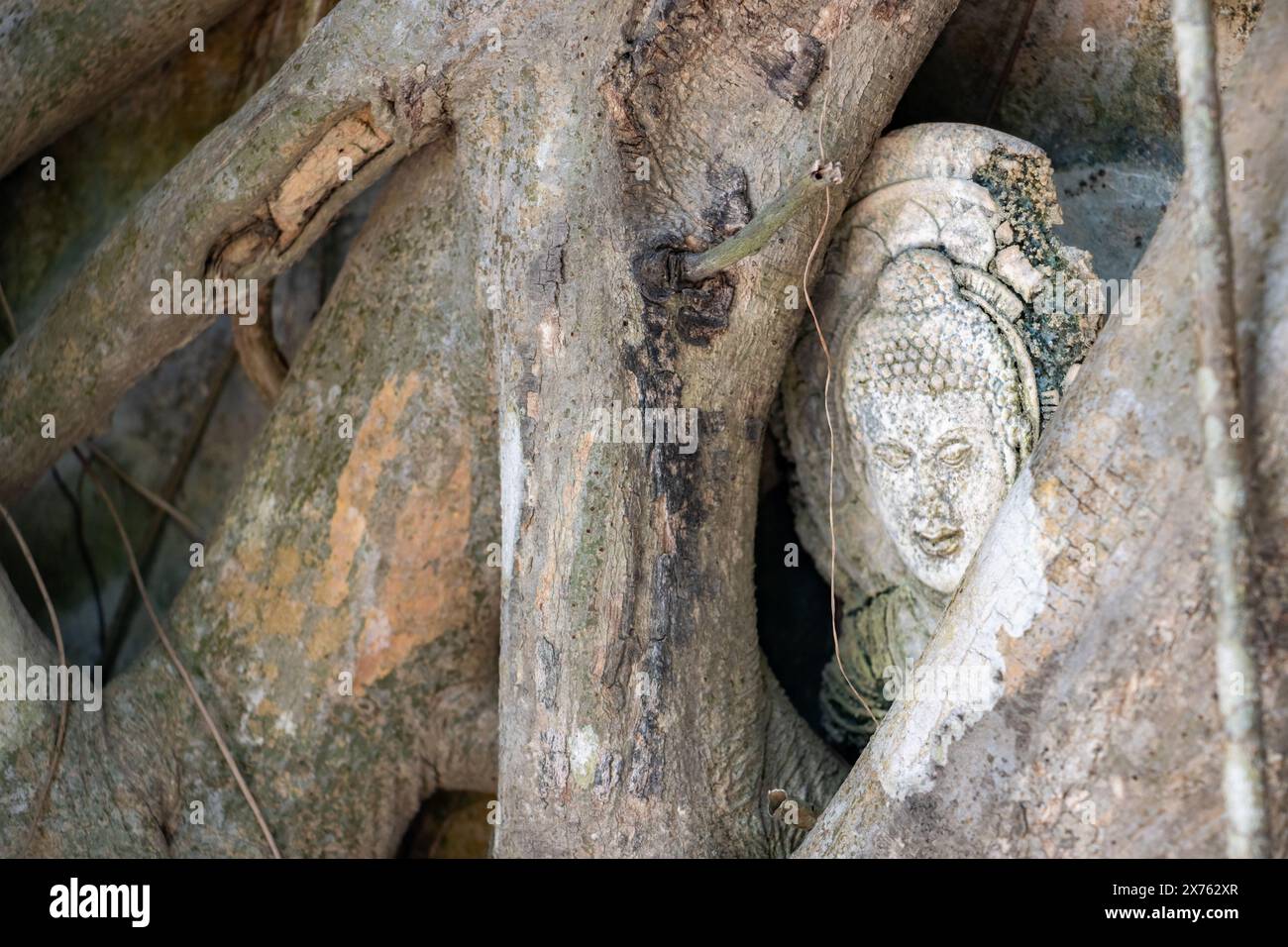 Ein plastisches Bild von Buddha unter den Wurzeln von Bäumen, Thailand Stockfoto