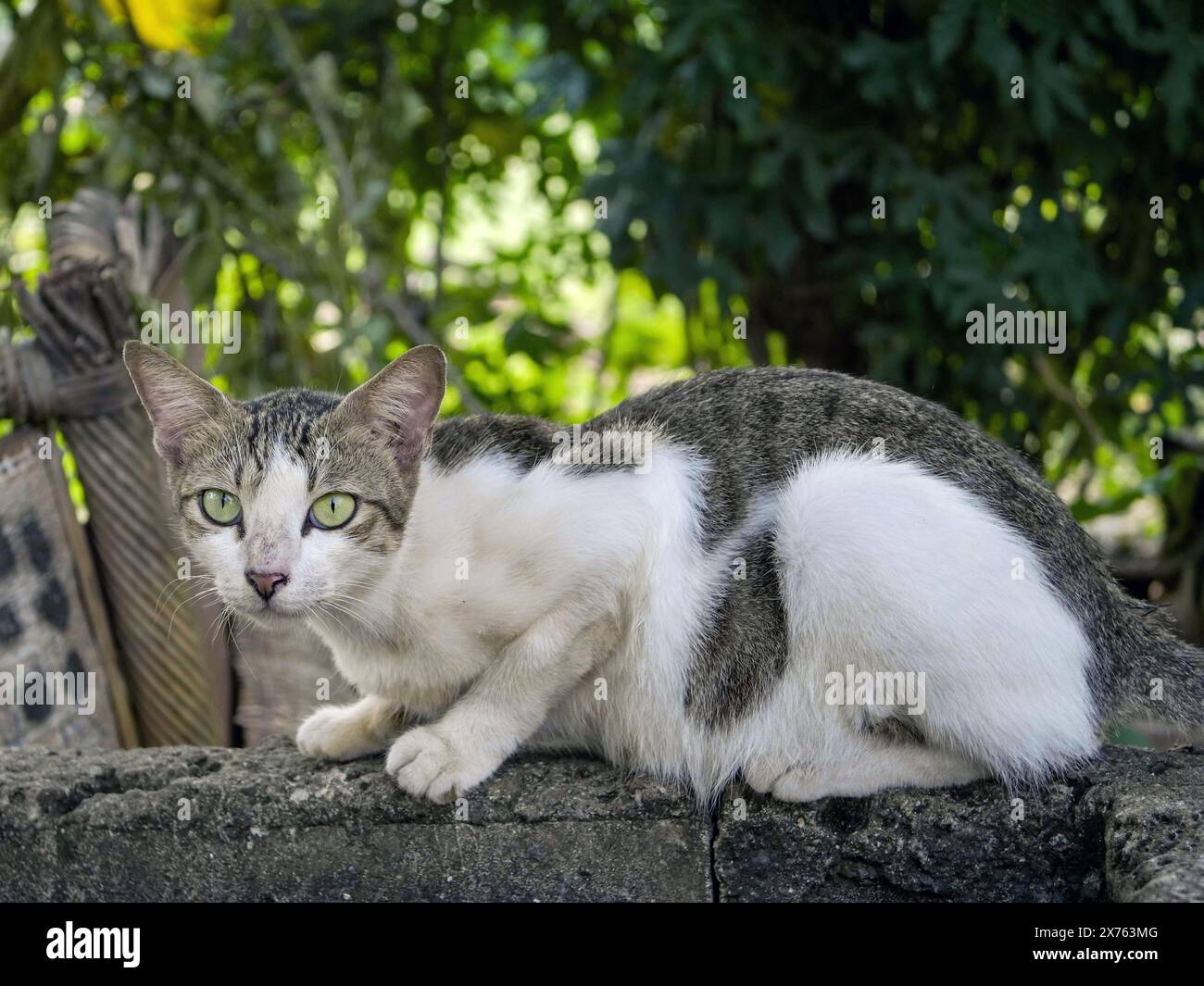 Hauskatze an der Wand zur Kamera Stockfoto