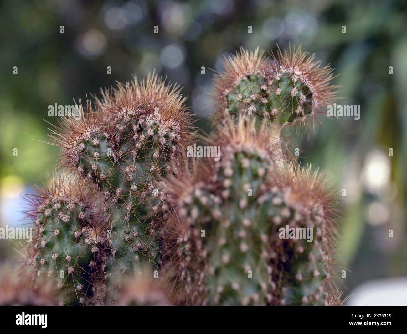 Flauschiger Kaktus mit langen Nadeln. Cactaceae Stockfoto