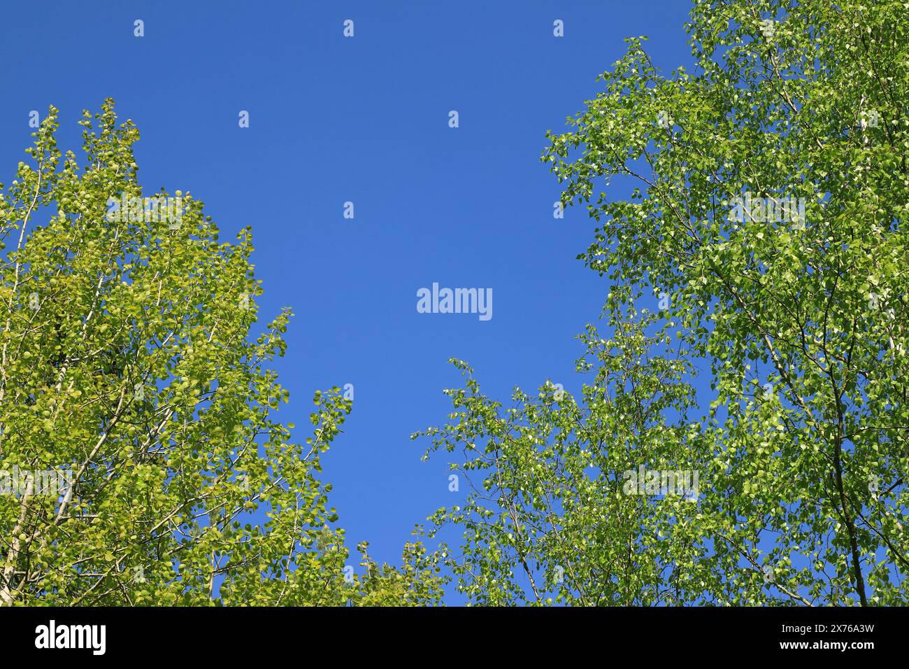Blassgrüne Birken vor einem klaren blauen Himmel Stockfoto