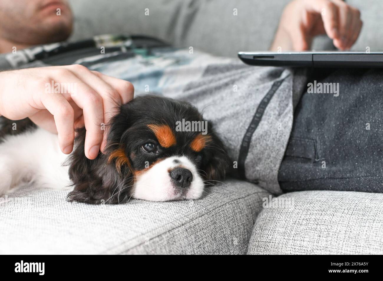 Der kleine Kavalier Charles King Spaniel Hündchen liegt auf dem Bett, und sein Besitzer arbeitet an einem Laptop Stockfoto
