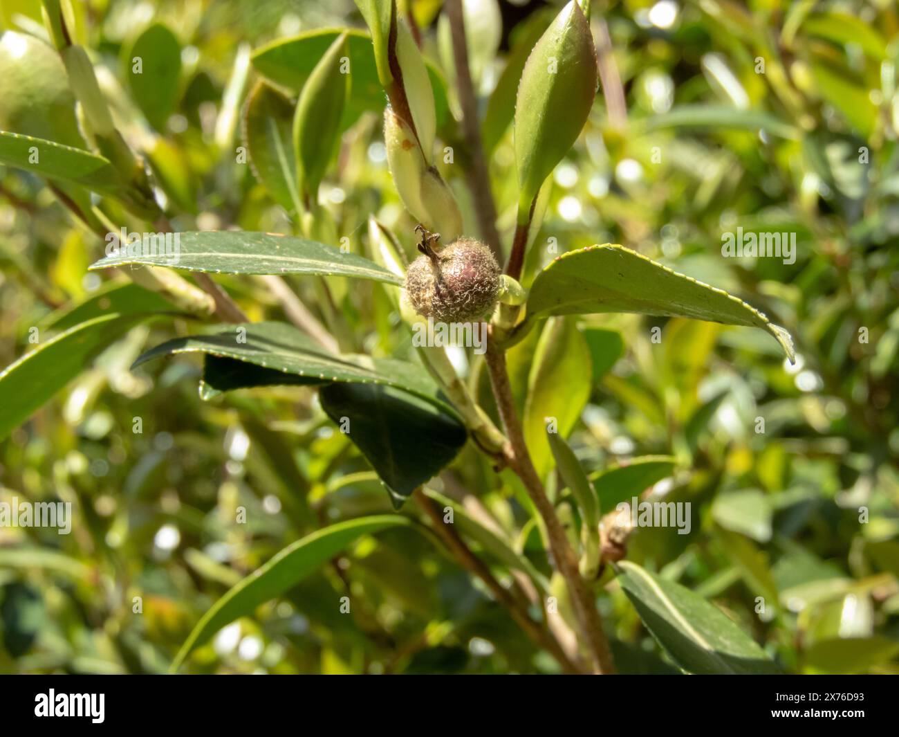 Camellia sasanqua Zweig mit Fruchtnaht. Quelle des essbaren Teesamen-Öls. Stockfoto