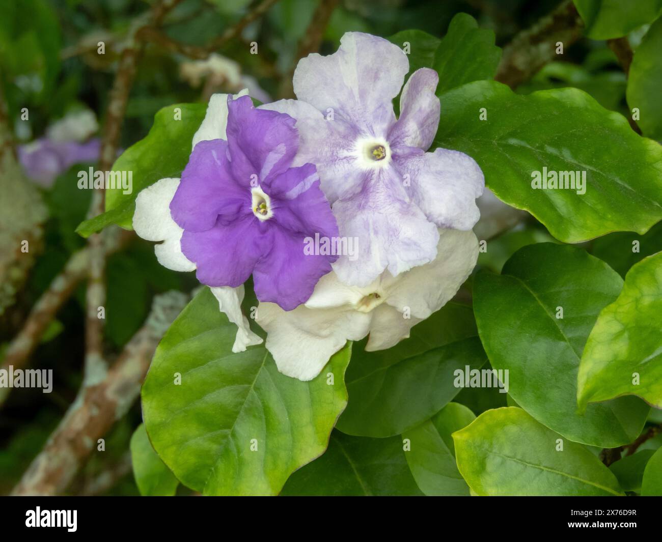 Brunfelsia schöne weiße und lila dreifarbige Blüte. Regenbaumzweig mit Blumen und Blättern. Gestern-heute-morgen oder Dame der Nacht Blume Stockfoto