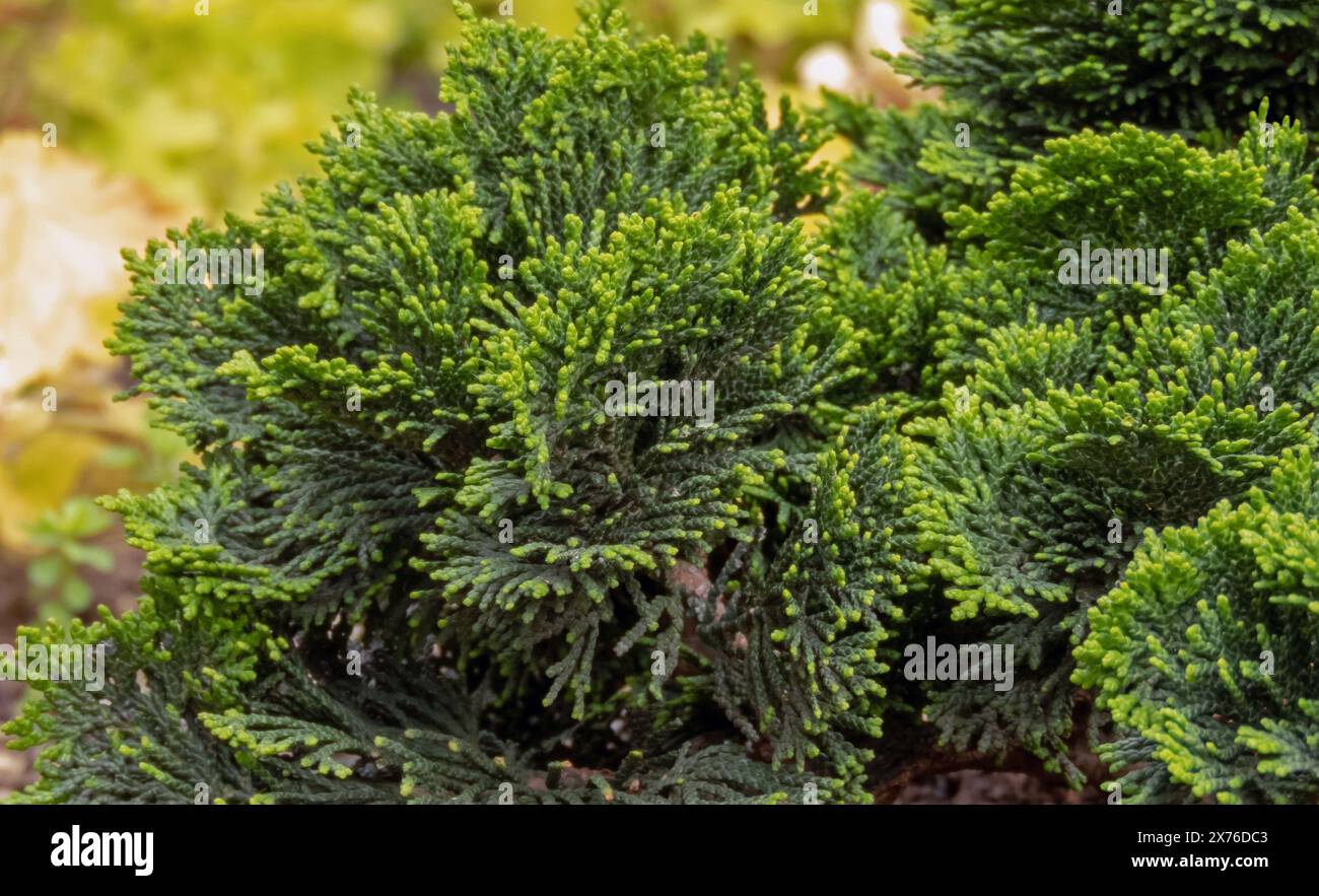 Chamaecyparis obtusa Zierpflanze. Japanische Zypresse, Hinoki-Zypresse oder dunkelgrünes dekoratives Blattwerk. Stockfoto