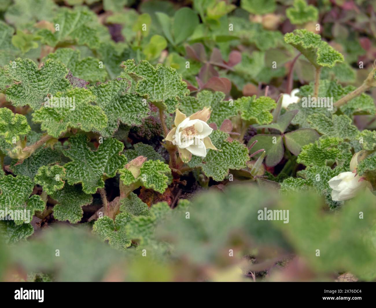 Schleichende Himbeere, wartungsarme Bodendeckelanlage. Rubus Rollfei weiße Blume und schönes Laub im Steingarten. Stockfoto