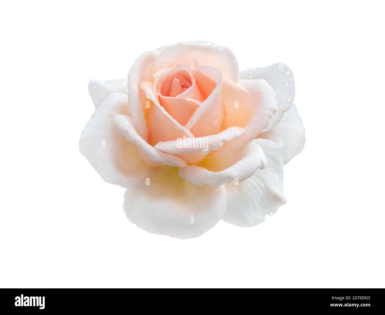 Orange rosa Rosenblüte und Blätter isoliert auf weiß. Elegante Hybrid-Tee-Rosenblüte. Klassische, hochzentrierte Blütenform. Stockfoto