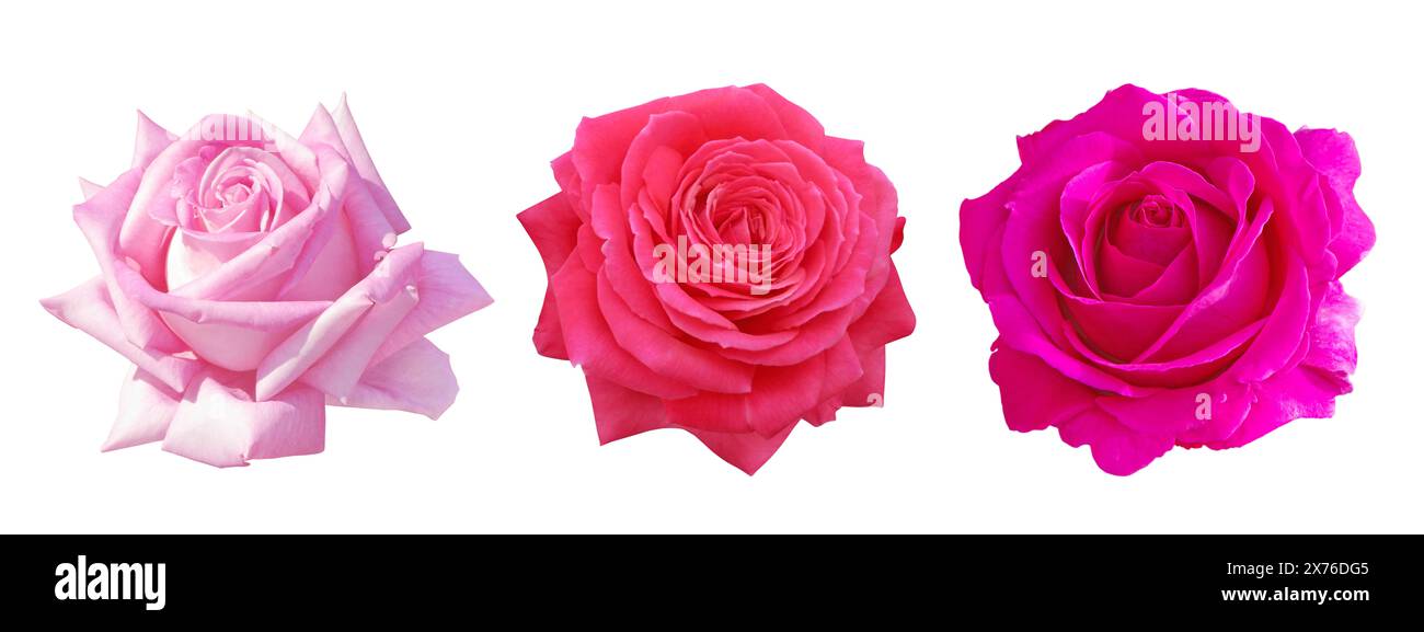 Rosenblüten isoliert auf weiß. Elegante Hybrid-Tee-Rose-Blüte aus Korallen. Schöne blassrosa Blüte mit klassischer, hochzentrierter Blütenform. Helles mag Stockfoto