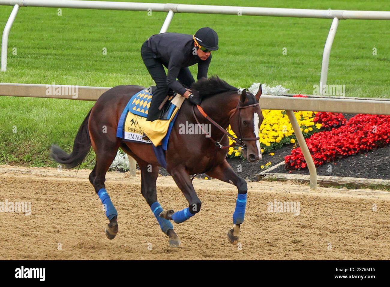 Mai 2024: Pimlico Racetrack, Baltimore, Baltimore City, Maryland, USA. Pimlico Racetrack wird 149 die Preakness in Baltimore ausgetragen. Es ist das zweite Juwel im Triple Crown of Horse Racing. Das große Rennen führt an der Spitze des „Sunrise on Old Hilltop“ Pimlico Racetrack auf einem Hügel. Preakness Pferdeanwärter und ihre Jockeys begrüßen Pferdebegeisterte und Gemeindemitglieder in den Nachbarschaften rund um die Rennstrecke, um die Pferde in Vorbereitung auf das Preakness Race trainieren zu sehen. Bildunterschrift: Robyn Stevens Brody/SIPA USA. Stockfoto