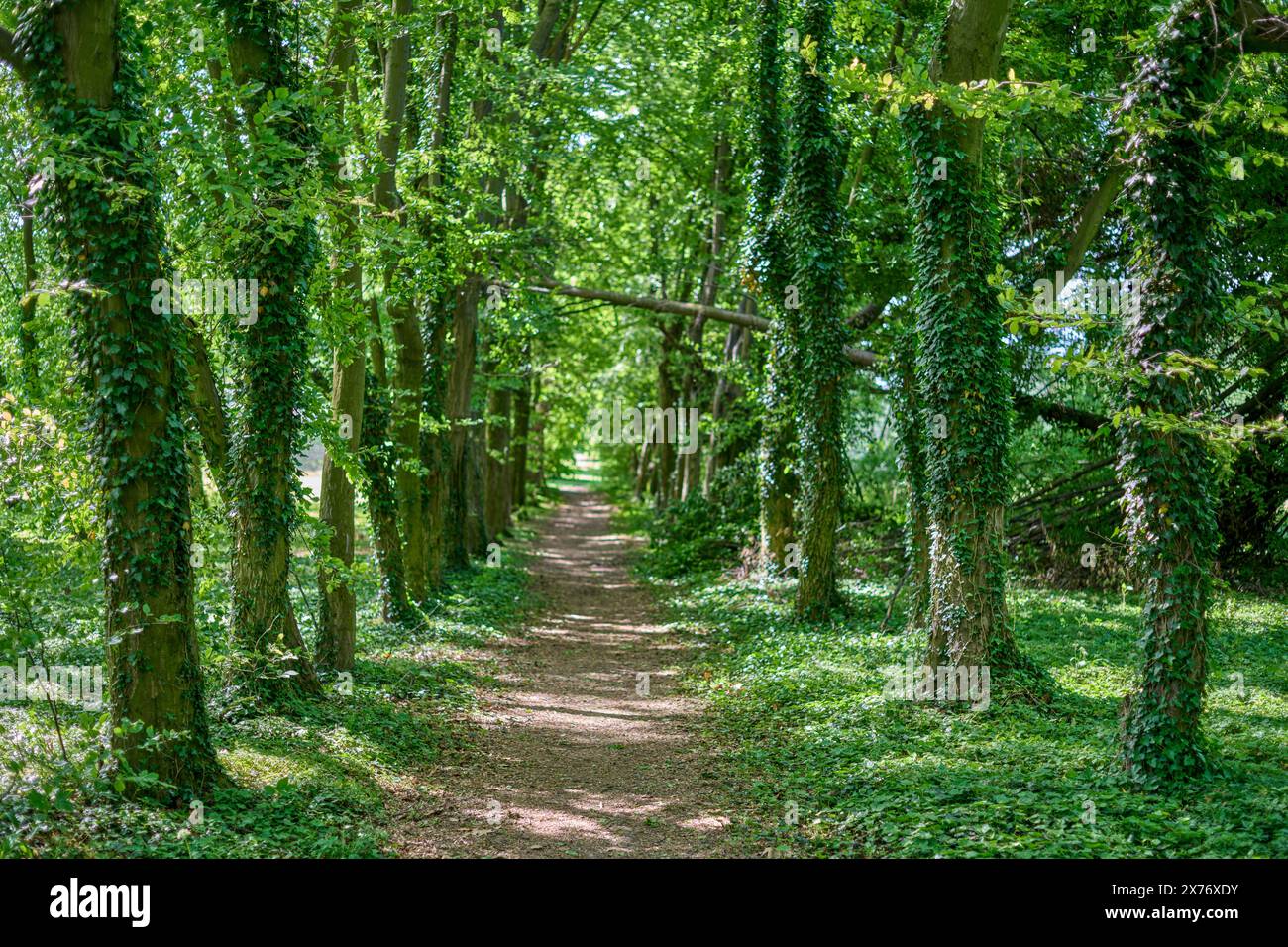 Doppelreihe Ulmen Laubwald am Frühlingssonntag Niederschlesien Polen Stockfoto