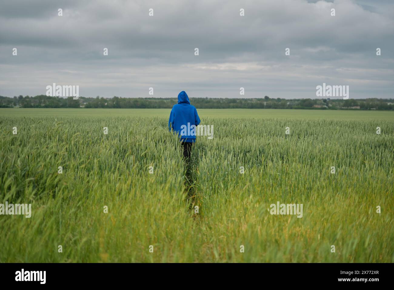 Zwischen einem Feld mit reifendem grünem Weizen spaziert eine Erwachsene Frau in einem blauen Hoodie unter einem stimmungsvollen, bewölkten Himmel, Blick von hinten, selektiver Fokus auf die Frau Stockfoto