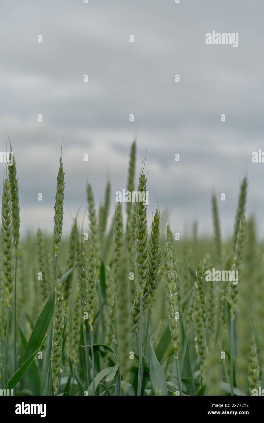Vertikales Poster und selektiver Fokus auf Ähren von grünem Weizen auf einem Feld bei bewölktem Wetter mit Gewitterwolken am Himmel, Poster über Landwirtschaft und cr Stockfoto