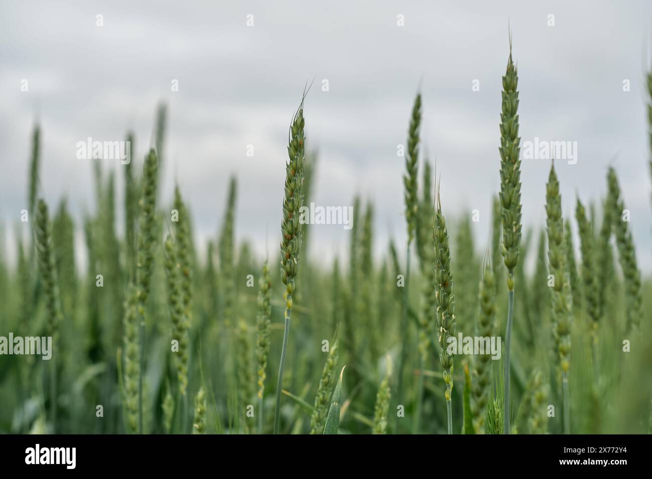 Selektiver Fokus und Nahaufnahme von Ähren von grünem Weizen bei bewölktem Wetter, was der Landschaft eine stimmungsvolle Atmosphäre verleiht, Poster über Landwirtschaft und Wachstum Stockfoto