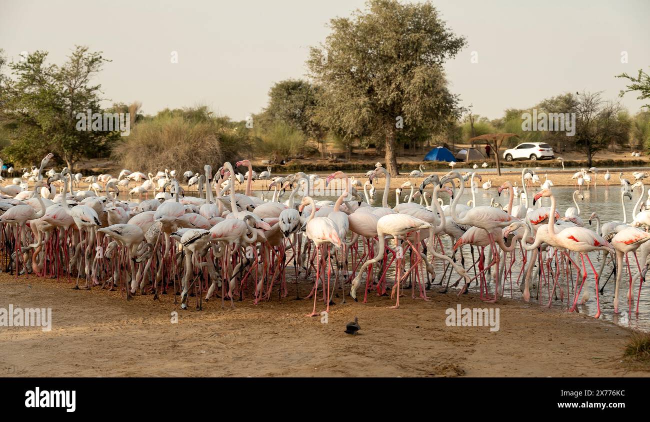 Fütterung rasender Flamingos Stockfoto
