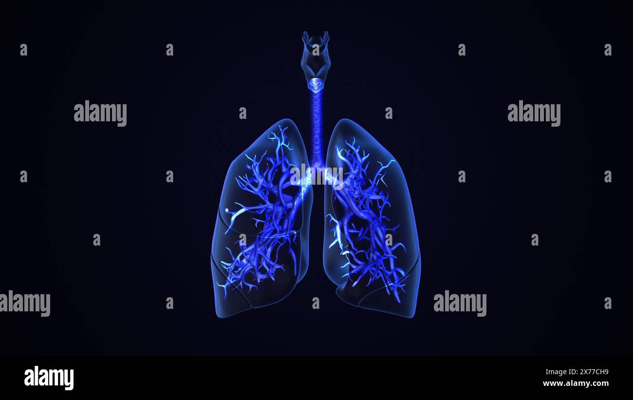 Menschliche Atmungssystem Lungen Anatomie Stockfoto