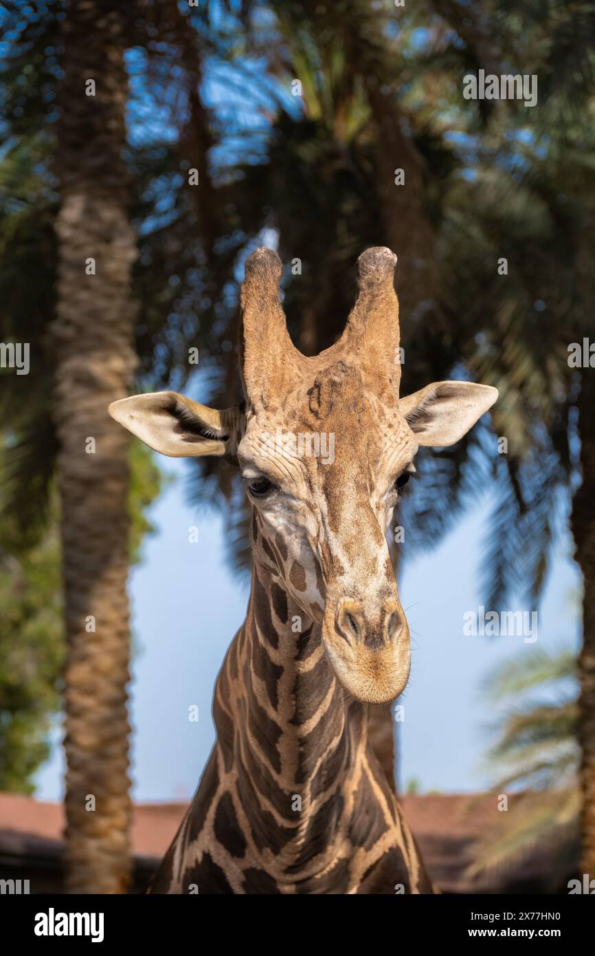 Porträt einer Giraffen-Nahaufnahme. Die Giraffe Giraffa camelopardalis ist ein afrikanisches Säugetier mit ebenem Zehen, das höchste aller noch existierenden Landanim Stockfoto
