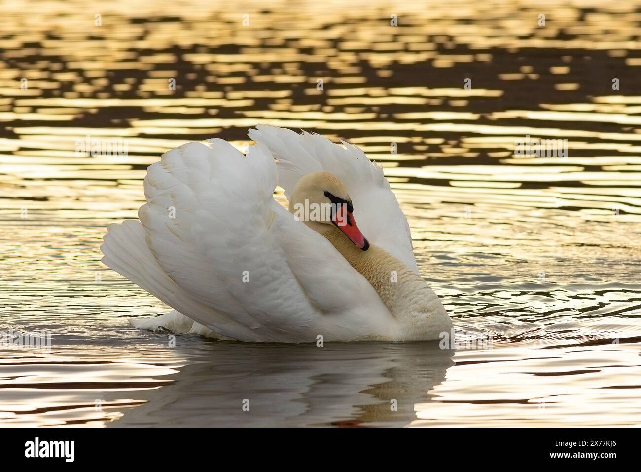 Wunderschöner stummer Schwan bei Sonnenaufgang, Vogel mit Paarungsritual (Cygnus olor) Stockfoto