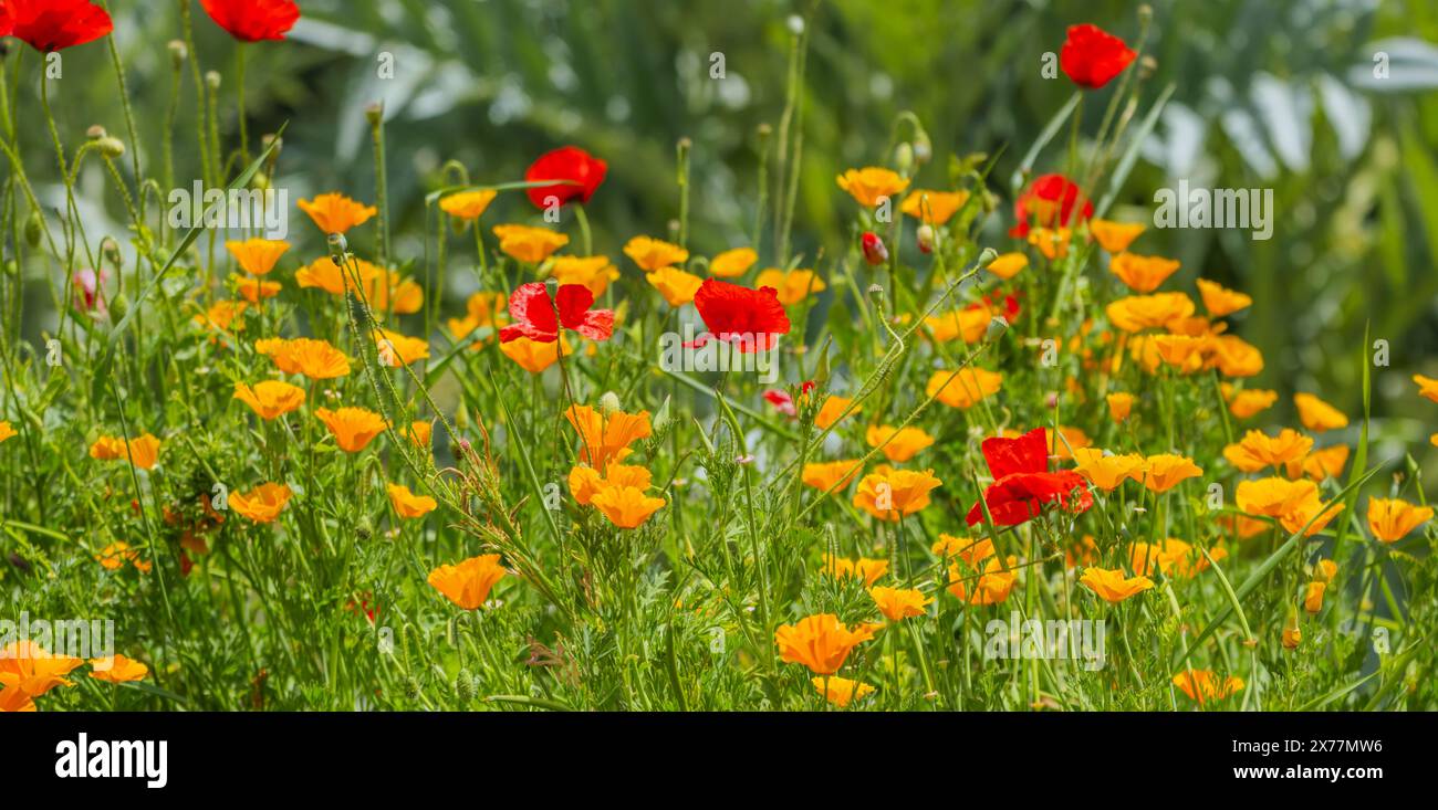 Kalifornischer Mohn aufgrund seines Kolonisierungspotenzials und eine ernste Bedrohung für einheimische Arten, Lebensräume oder Ökosysteme darstellen, Stockfoto