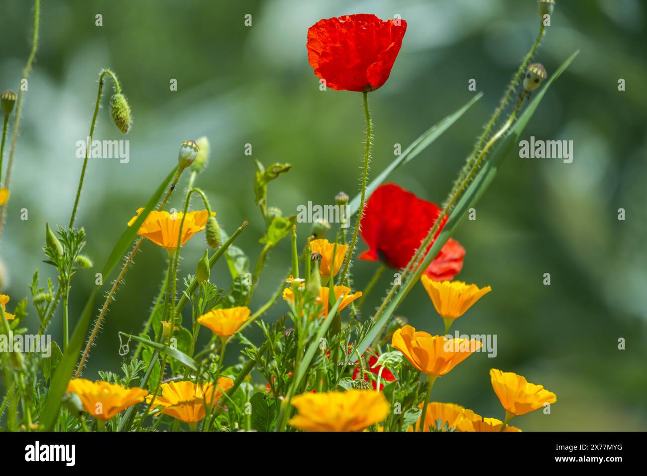 Der Teil der Pflanze, der medizinisch verwendet wird, besteht aus den während der Blütezeit gesammelten Luftteilen Stockfoto