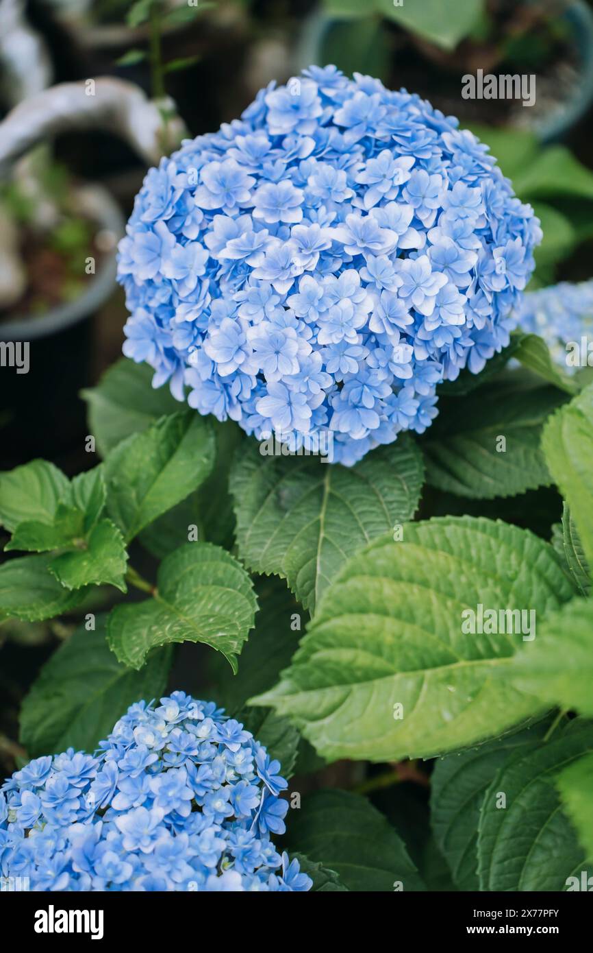 Blühende Sorte bigleaf Hortensie (Hydrangea macrophylla 'Endless Summer') im Sommergarten Stockfoto