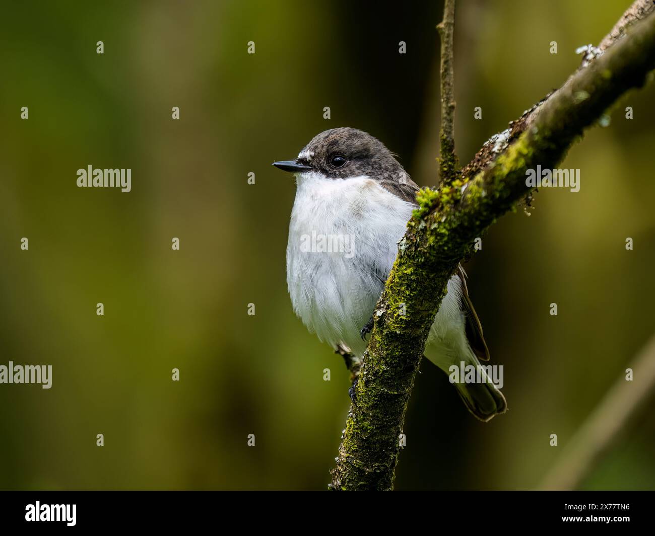 Männlicher Rattenfänger im Frühjahr in Mitte Wales Stockfoto