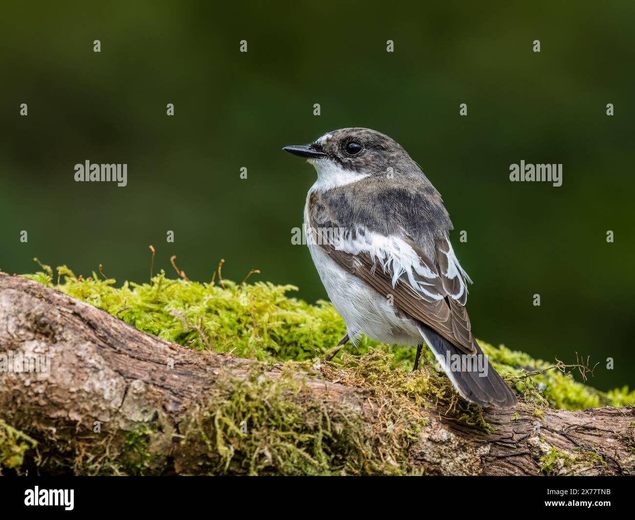 Männlicher Rattenfänger im Frühjahr in Mitte Wales Stockfoto