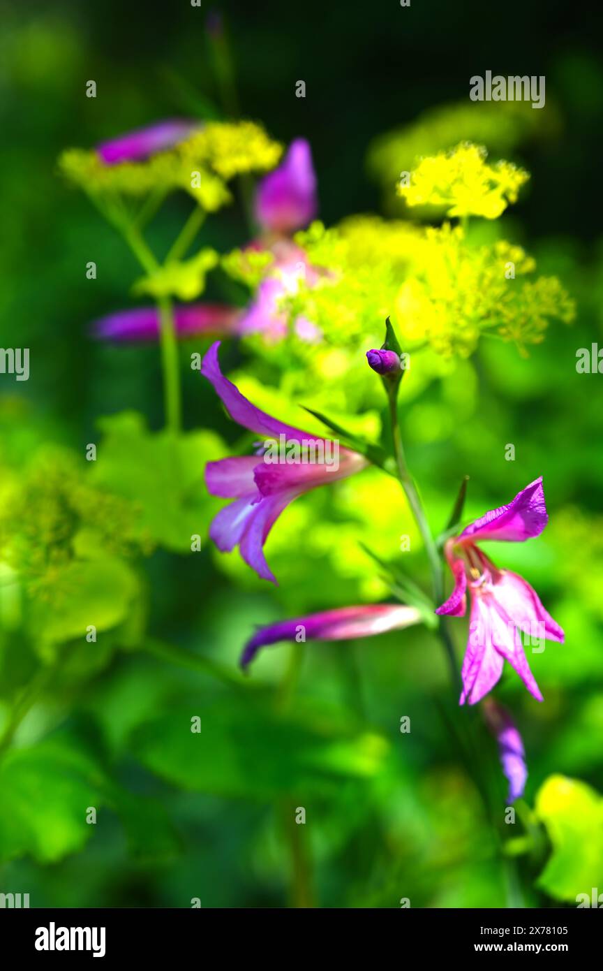 Leuchtend rosa Frühlingsblumen von Gladiolus communis subsp. Byzantinus, der gegen euphorbia im britischen Garten im Mai angebaut wird Stockfoto