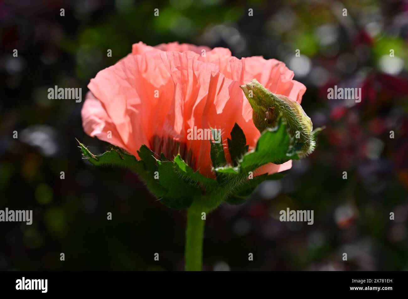 Sommerblüte von Lachsrosa Papaver orientale, orientalischer Mohn „Coral Reef“ UK Cottage Garden Mai Stockfoto