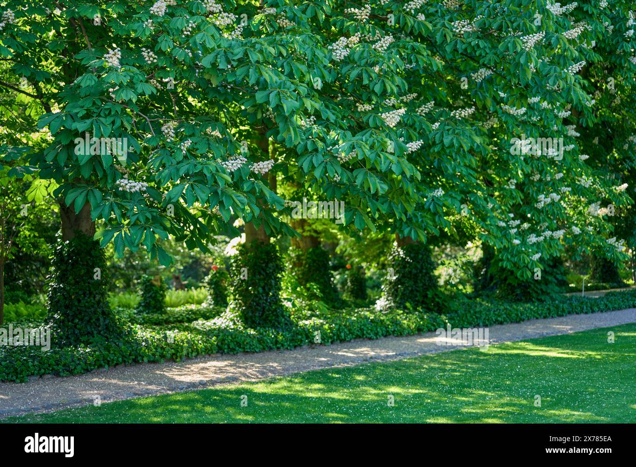 Alte Rosskastanienbäume in voller Blüte Botanischer Garten von Breslauer Niederschlesien Polen Stockfoto