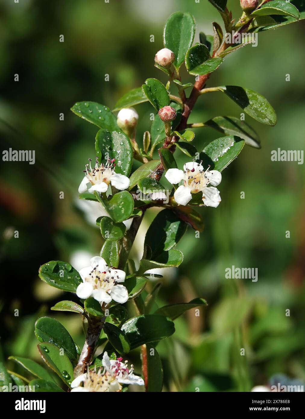 Die Blüten der Cotoneaster Pflanze im Frühjahr sind kleine weiße und schöne Blüten Stockfoto