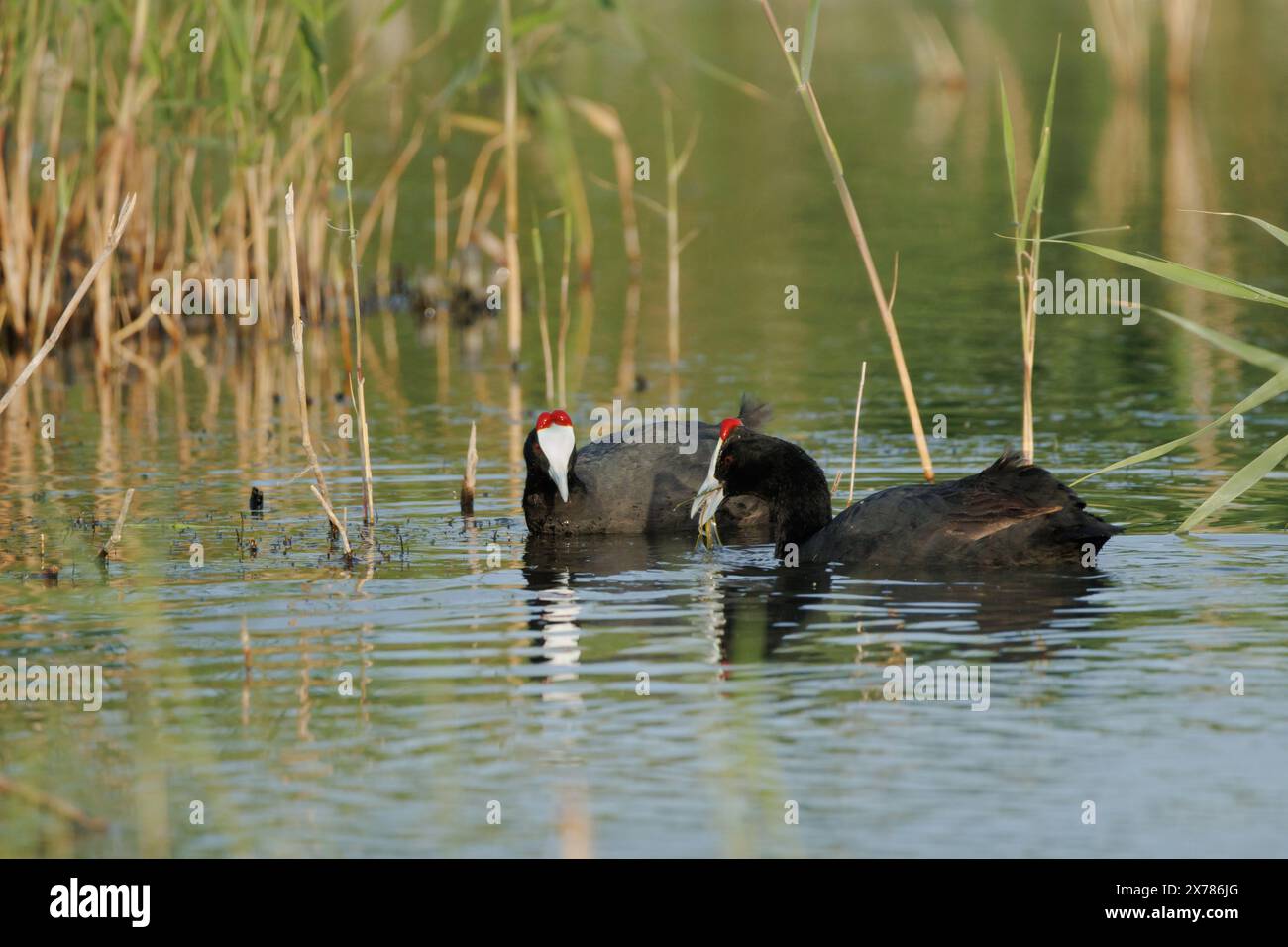 Ein paar Rotknöpfchen oder Kammkraut, Fulica cristata, schwimmen zusammen im El Hondo Naturpark, Spanien Stockfoto