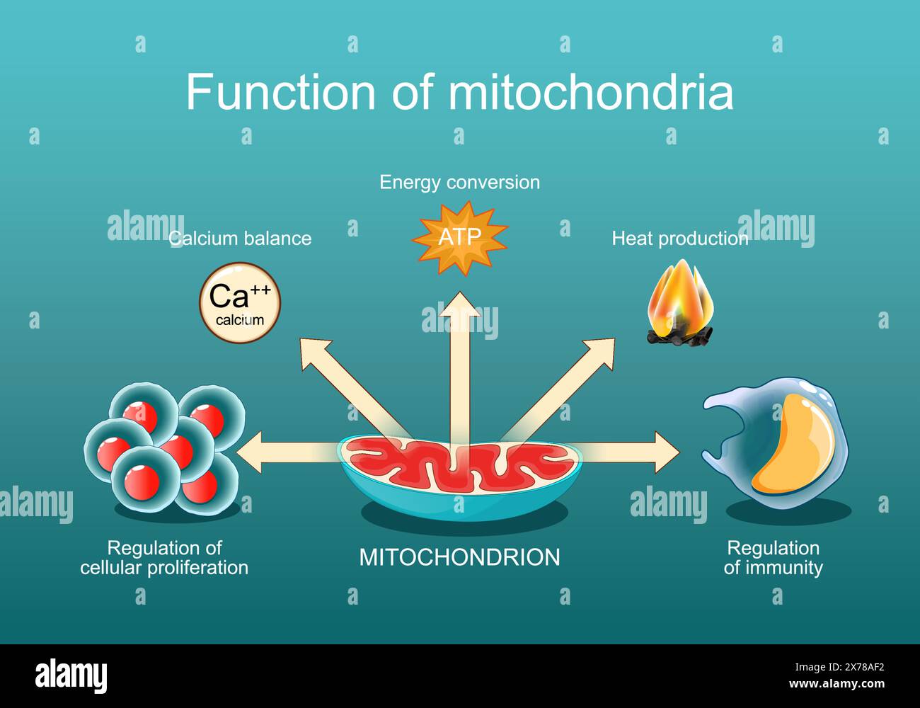 Die Funktion der Mitochondrien. Regulierung der Immunität und Zellproliferation, Kalziumbilanz, Wärmeerzeugung, Energieumwandlung. Mitochondriale medici Stock Vektor