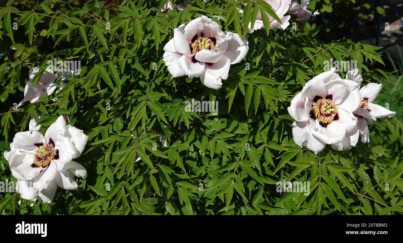 Die Pfingstrose Roca Blume oder Baum Pfingstrose ist eine mehrjährige Pflanze, die Familie der Pfingstrosen, eine Gruppe von Baum Pfingstrosen Stockfoto