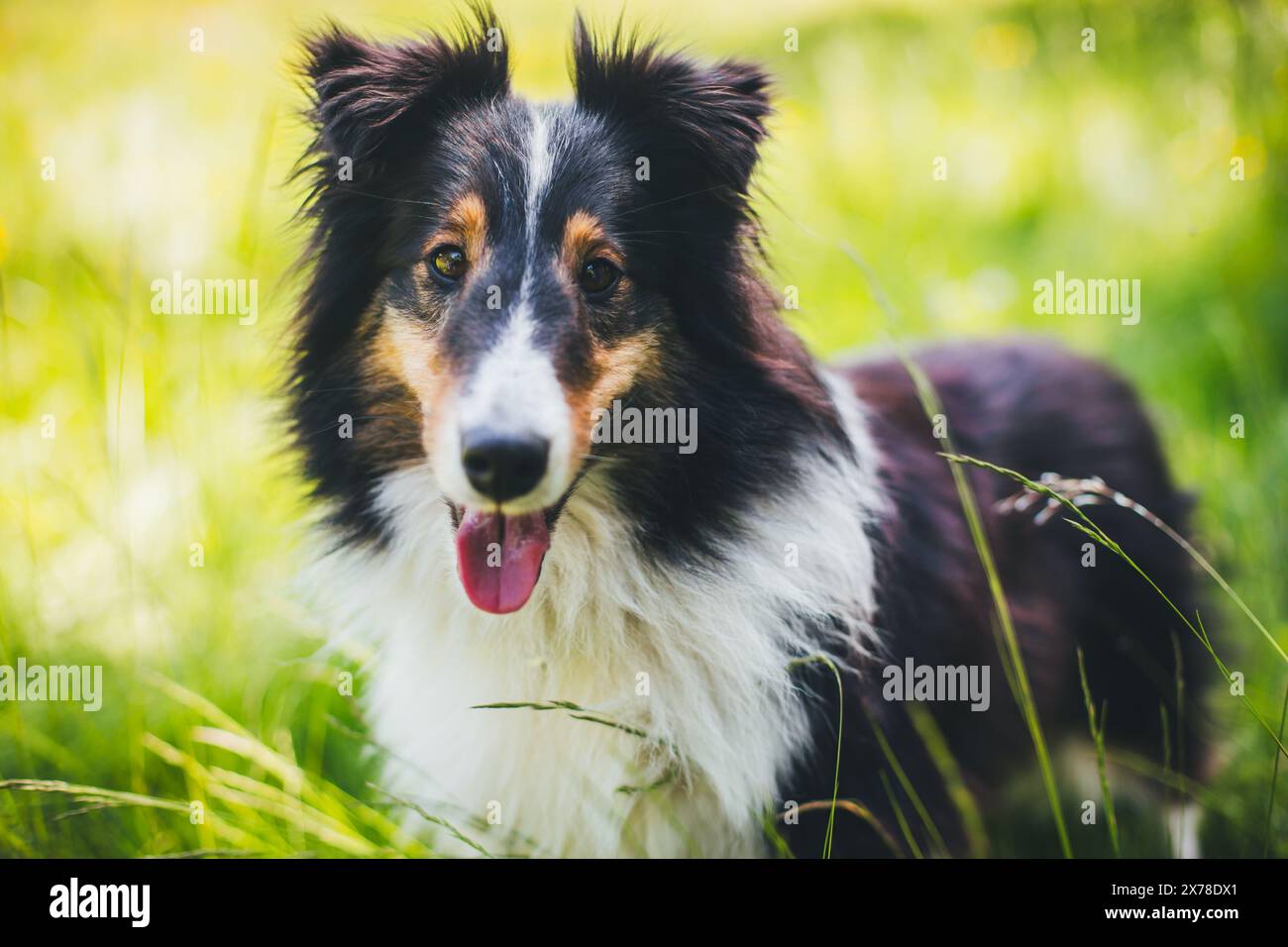 Shetland Sheepdog (Sheltie) Stockfoto