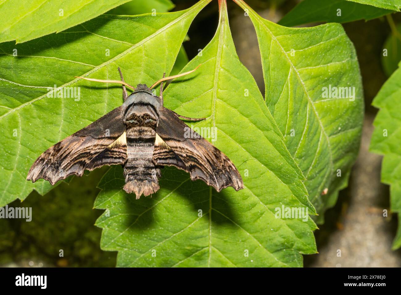 Abbotts Sphinx Motte - Sphodina abbottii Stockfoto