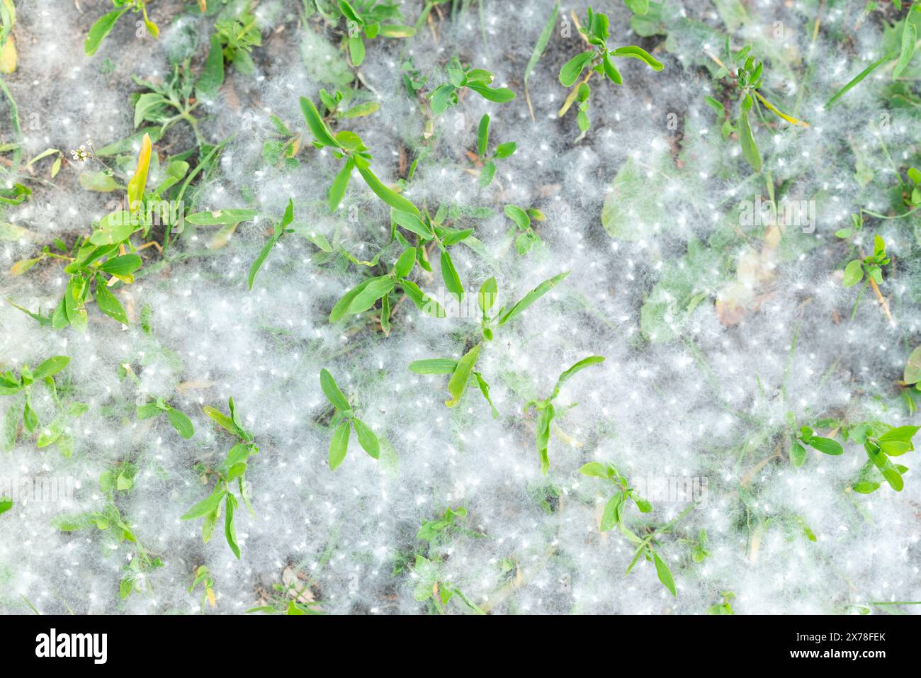 Pappel starkes Allergen liegt im Sommer an einem sonnigen Tag auf dem Gras auf dem Boden. Pappelblüten-Saison. Allergiesaison. Stockfoto
