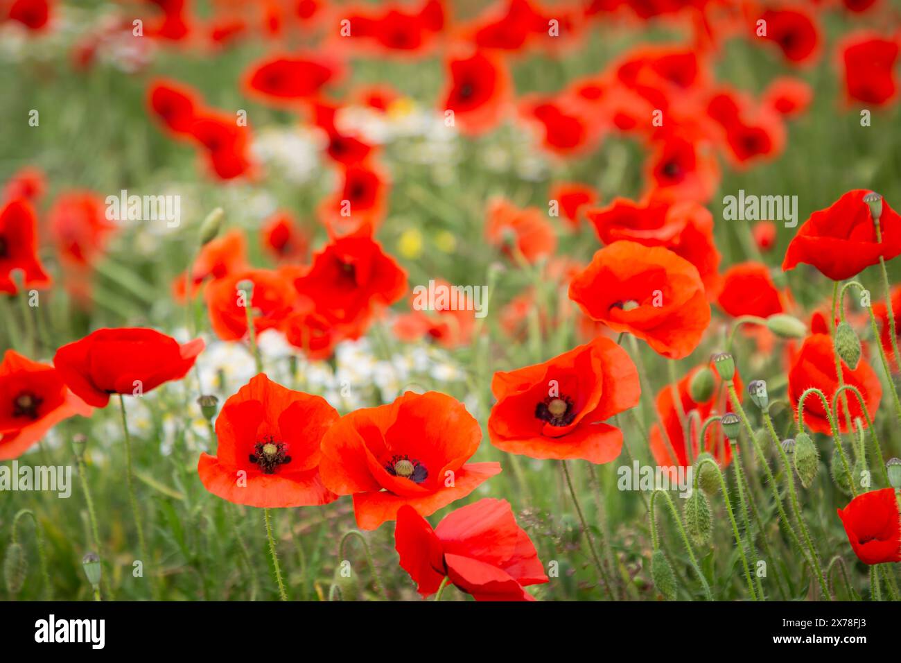 Pulsierende Mohnblumen in den Oouth Downs, an einem sonnigen Sommertag Stockfoto