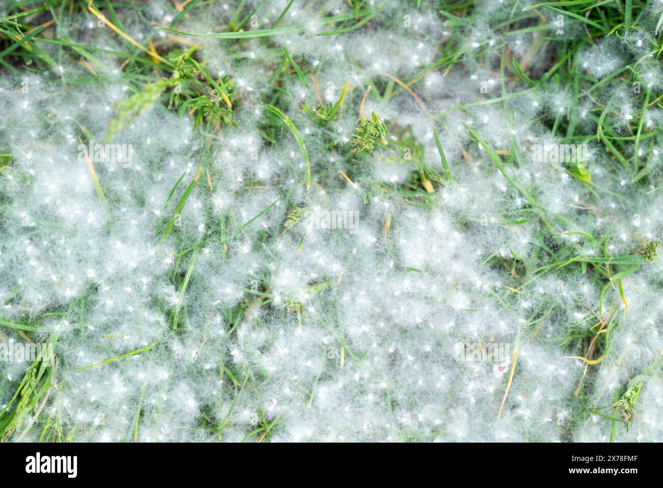 Pappel starkes Allergen liegt im Sommer an einem sonnigen Tag auf dem Gras auf dem Boden. Pappelblüten-Saison. Allergiesaison. Stockfoto