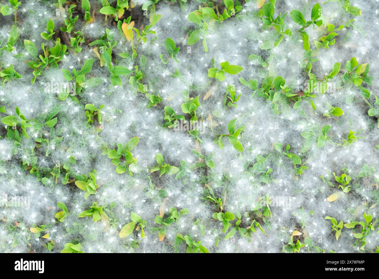 Pappel starkes Allergen liegt im Sommer an einem sonnigen Tag auf dem Gras auf dem Boden. Pappelblüten-Saison. Allergiesaison. Stockfoto