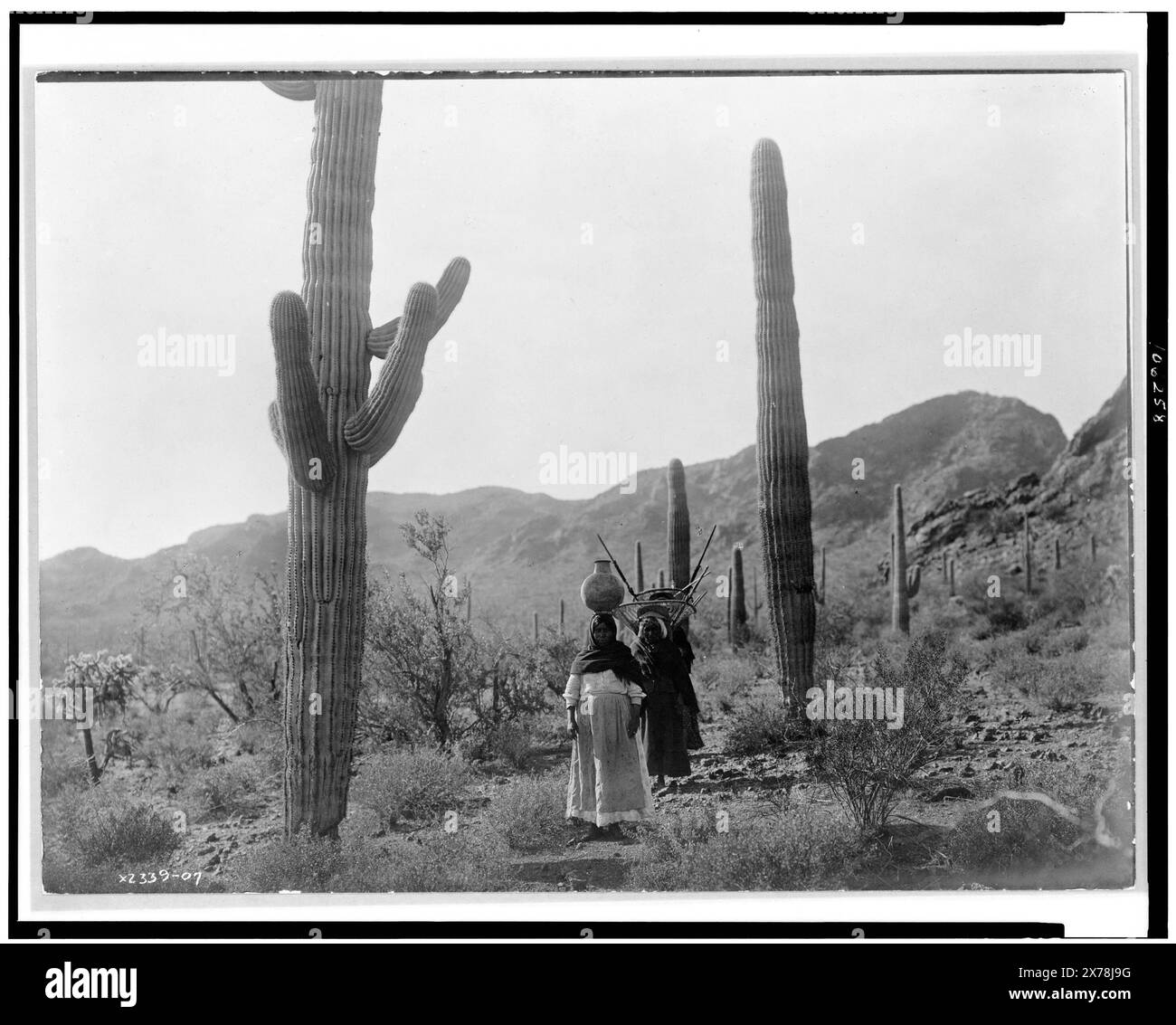 Hasen Ernte B Qahatika. Drei Frauen, die durch die Wüste laufen, zwei mit Kiho-Trägern und eine mit Topf auf dem Kopf, Arizona, Edward S. Curtis Collection 2339-07.. Indianer von Nordamerika, Arizona, Lebensunterhalt, 1900-1910. , Qahatika-Indianer, Existenzaktivitäten, 1900-1910. Indianer von Nordamerika, Arizona, Frauen, 1900-1910. , Qahatika-Indianer, Frauen, 1900-1910. , Harvesting, Arizona, 1900-1910. Stockfoto