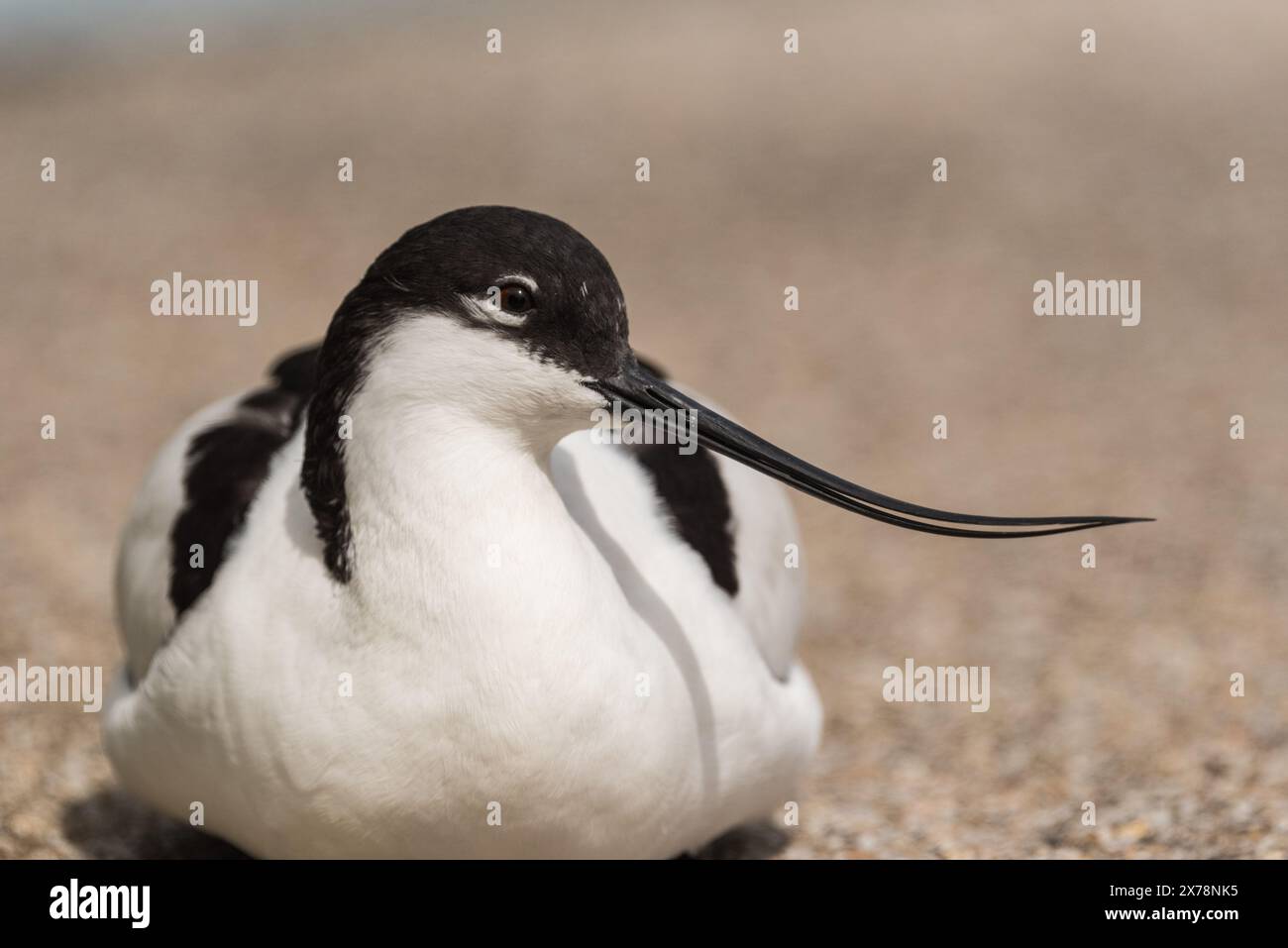 Kopfaufnahme eines ruhenden Avocets (Recurvirostra avosetta) Stockfoto