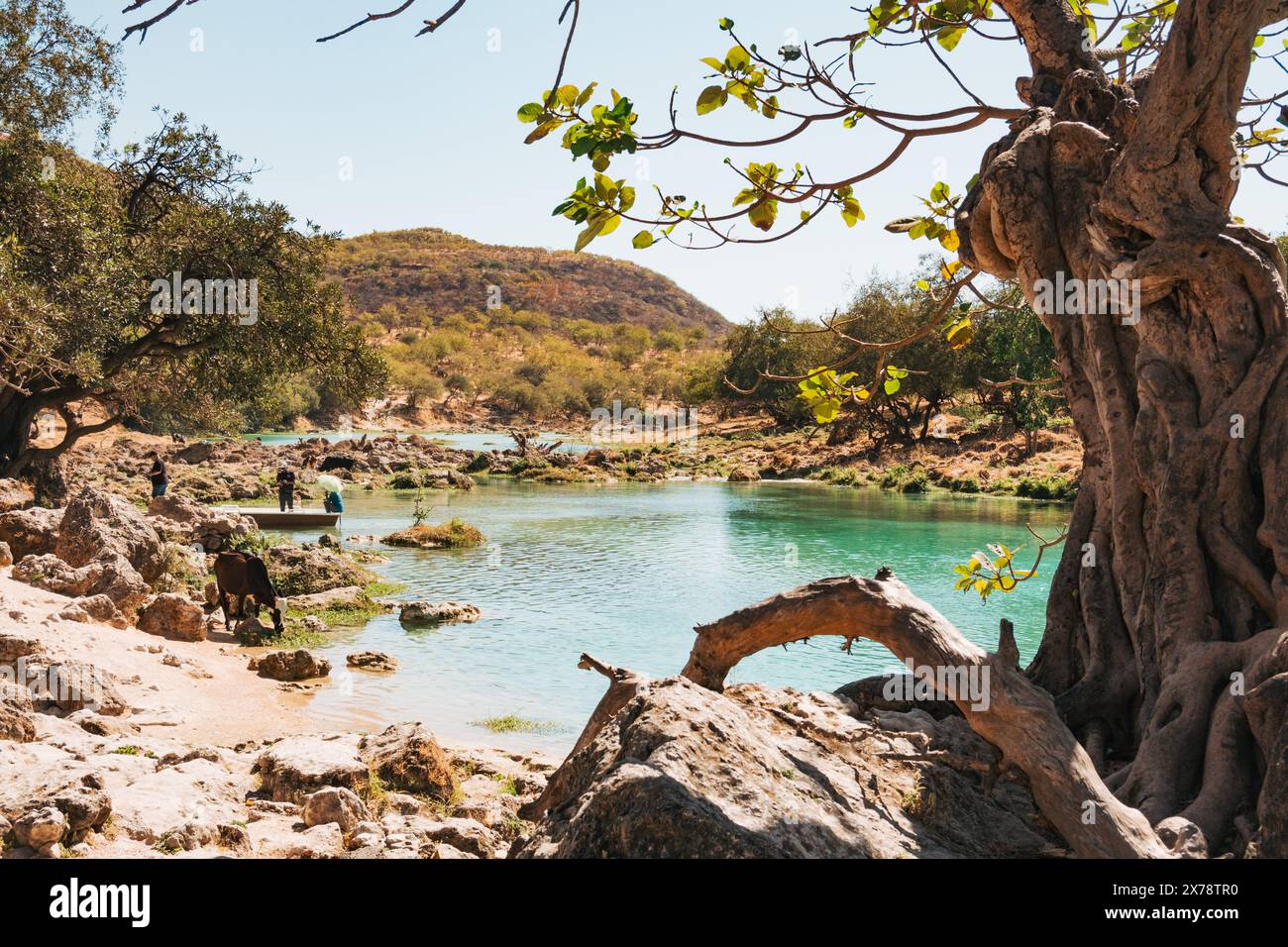 Leuchtende Blautöne und üppige Grüntöne der Stufenwasserfälle in Wadi Darbat, Taqah, Oman, einem beliebten Tagesausflug ab Salalah Stockfoto