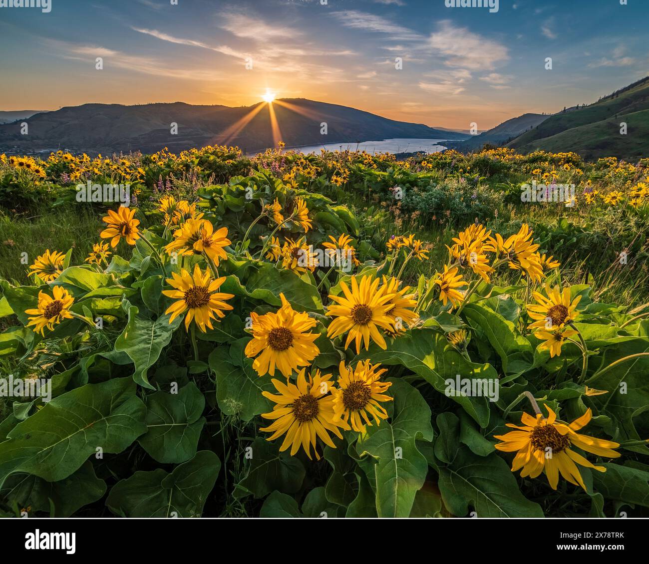 Balsamroot bei Tom McCall's The Nature Conservancy Preserve mit Blick auf den Columbia River Gorge in Oregon. Stockfoto