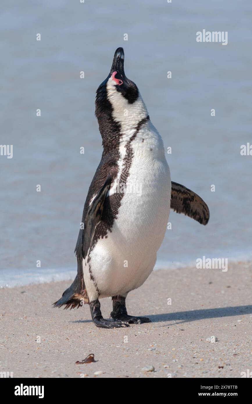 Ein gefährdeter afrikanischer Pinguin, Spheniscus Demersus, der sich am Boulders Beach in Südafrika trocken schüttelt Stockfoto