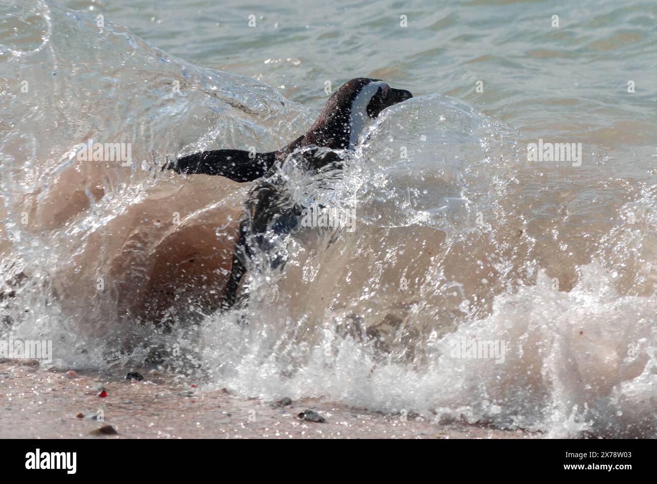 Ein gefährdeter afrikanischer Pinguin, Spheniscus Demersus, plätschert in den Wellen am Boulders Beach in Südafrika Stockfoto