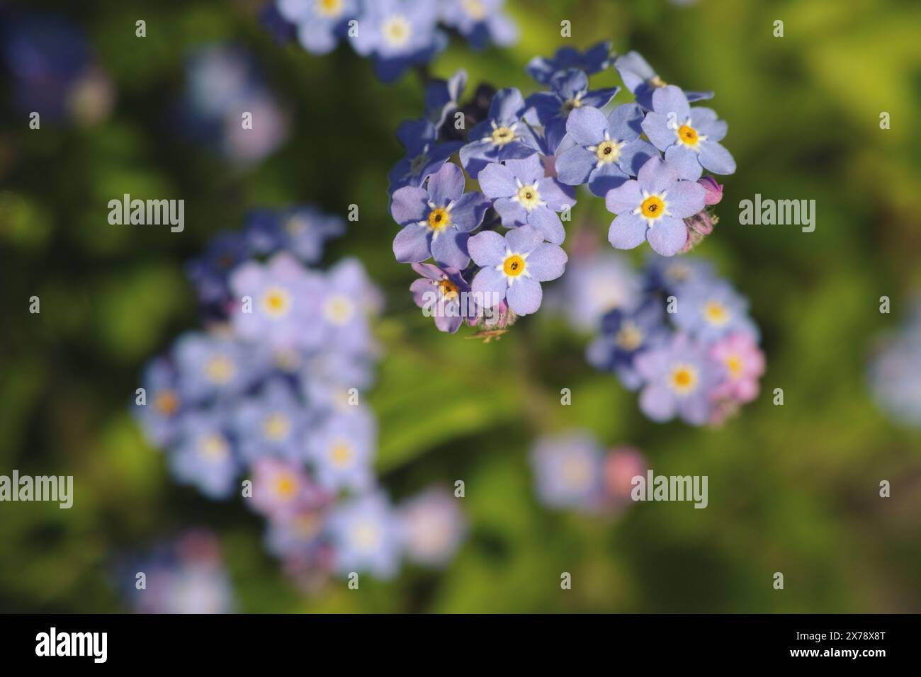 Eine Nahaufnahme einer blauen Vergissmeinsblume. Stockfoto