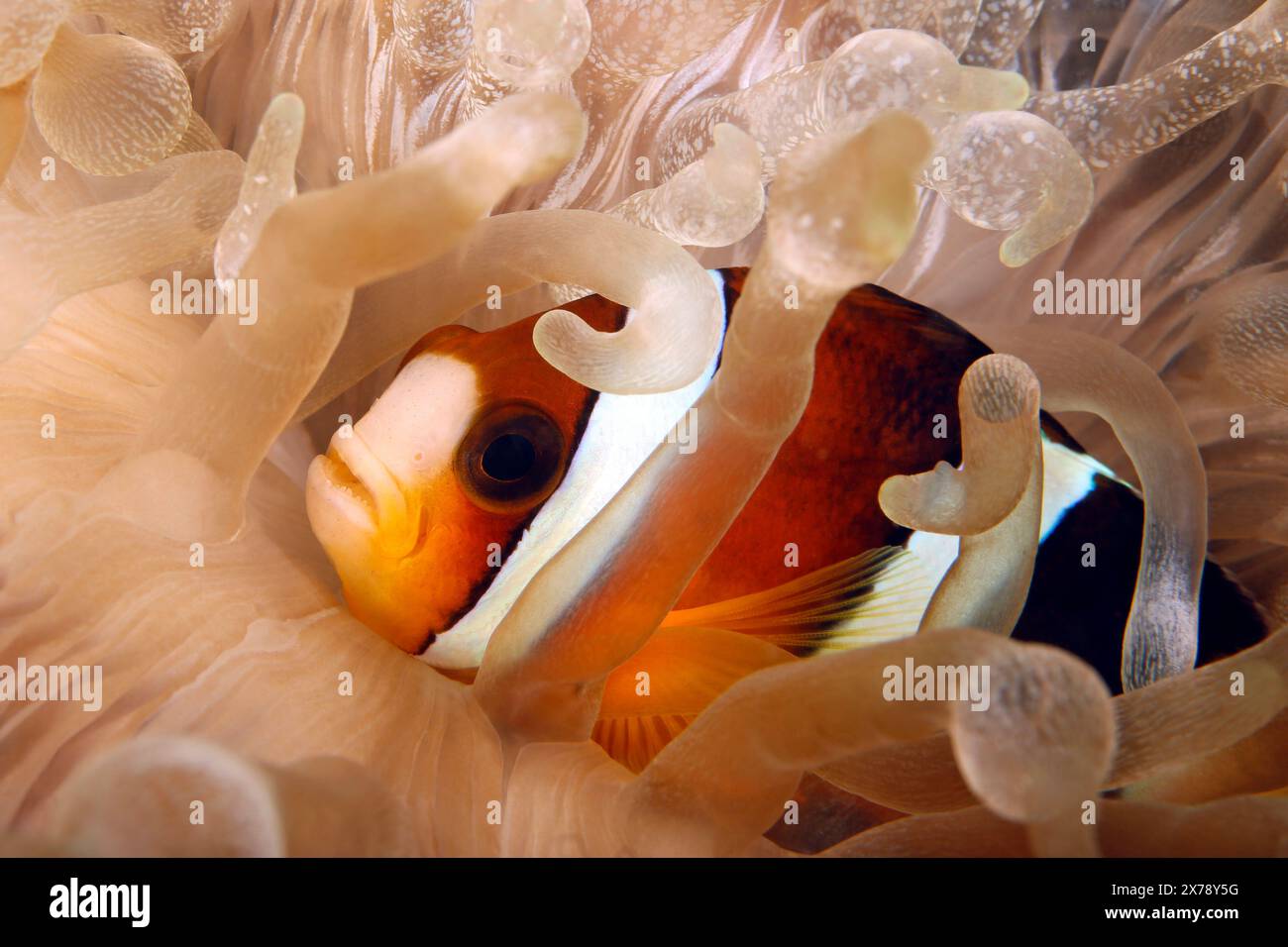 Clark’s Anemonefish (Amphiprion clarkia, auch bekannt als Yellowtail Clownfish) in einer Anemone. Ambon, Indonesien Stockfoto