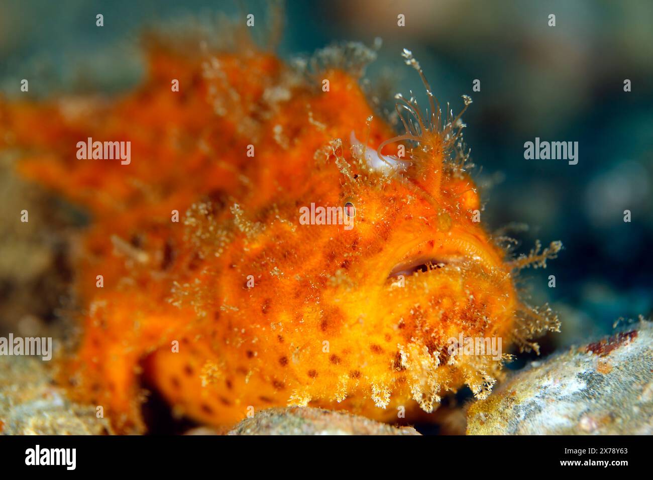 Nahaufnahme eines juvenilen Haarigen Anglerfisches (Antennarius striatus). Ambon, Indonesien Stockfoto