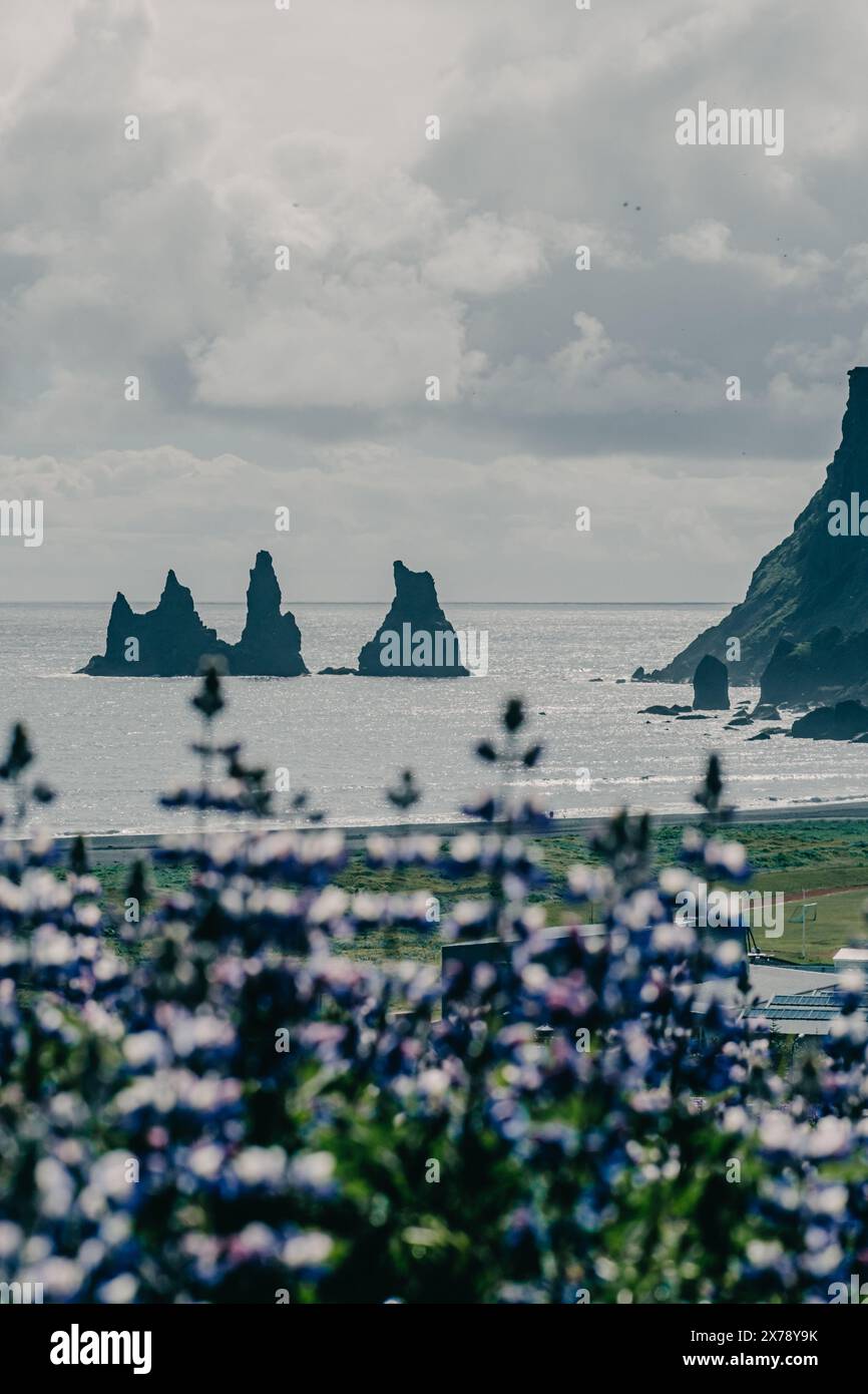 Blick auf Reynisdrangar Meer stapelt sich von einer blumengefüllten Wiese in Vík, Südisland Stockfoto