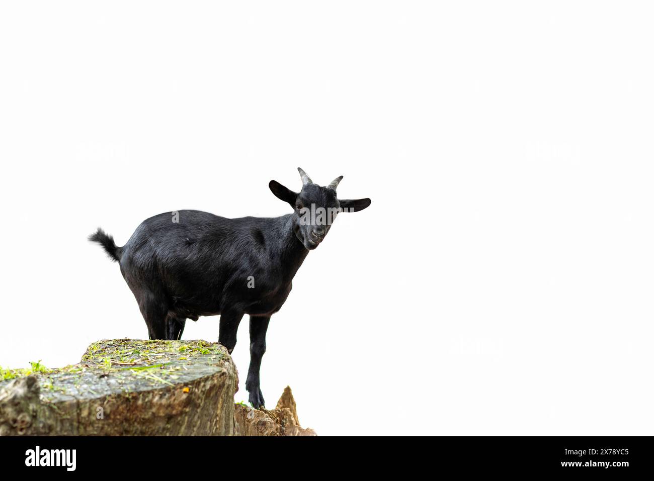 Junge schwarze Ziege, isoliert auf weißem Hintergrund. Raum für Text und Werbung, Stockfoto
