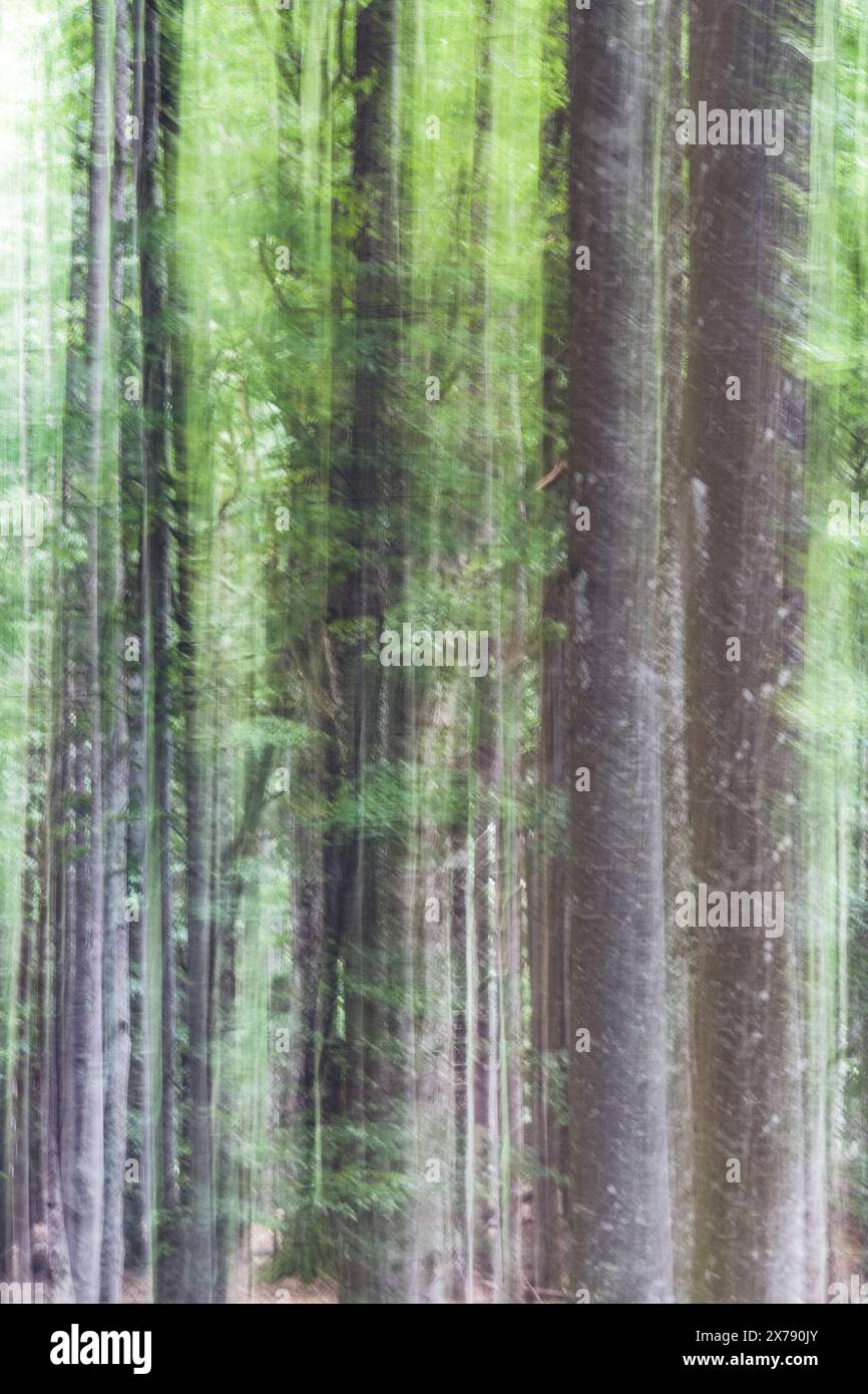 Abstraktes absichtliches Kamerabewegungsfoto mit einem Wald. Unheimliche Fotokunst Stockfoto